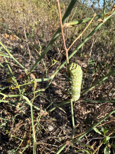 Old World Swallowtail