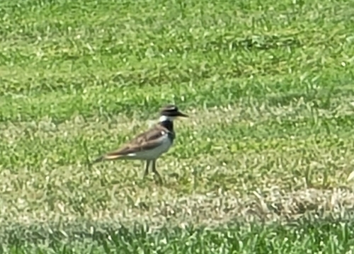 Killdeer