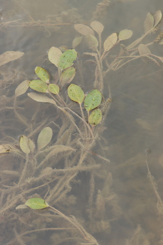Longleaf Pondweed