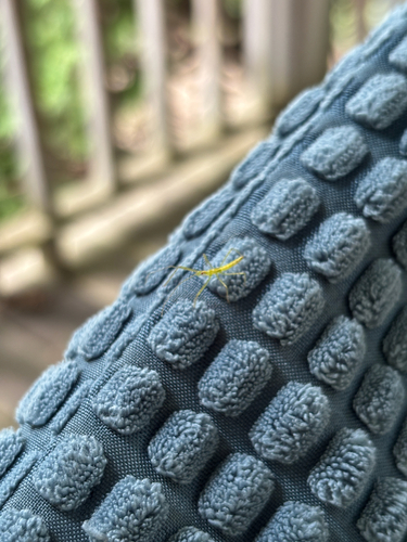 Pale Green Assassin Bug
