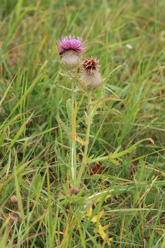Woolly Thistle