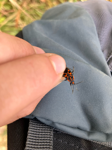 Spilostethus saxatilis