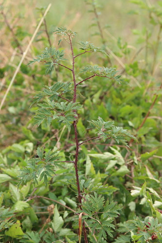 Cutleaf Blackberry