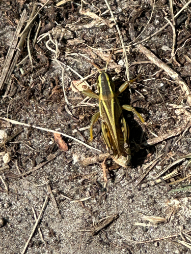 Two-striped Grasshopper