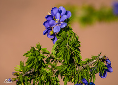 Guaiacum coulteri