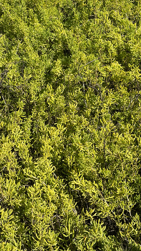 Batis maritima, photograph 5