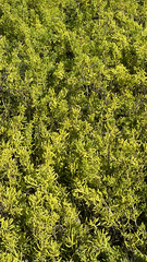 Batis maritima, photograph (c) Harrison Cole, some rights reserved (CC BY)
