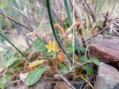 Aphyllon franciscanum