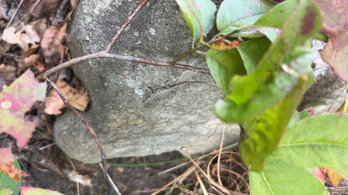Eastern Fence Lizard