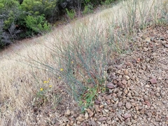 Aphyllon franciscanum