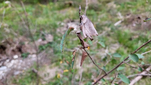 Snowy Mespilus