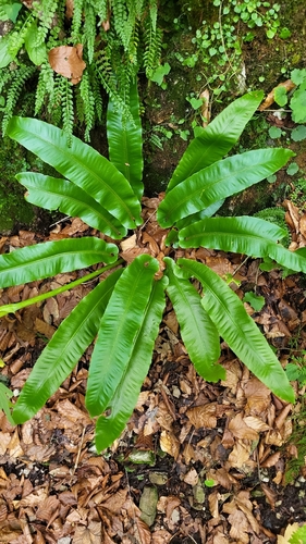Hart's-tongue fern