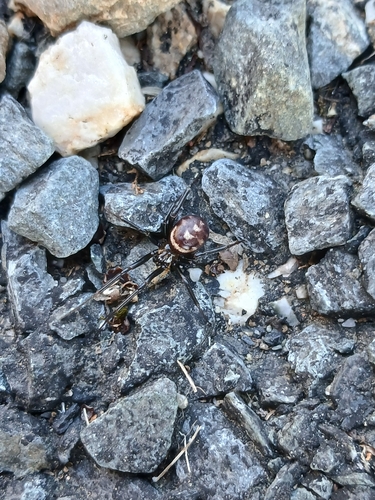False Black Widow