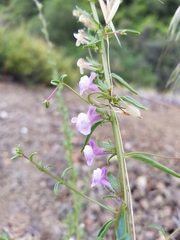Sairocarpus vexillocalyculatus vexillocalyculatus