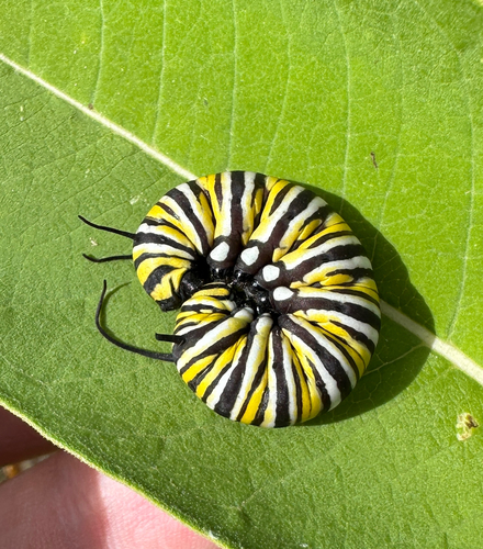 Monarch