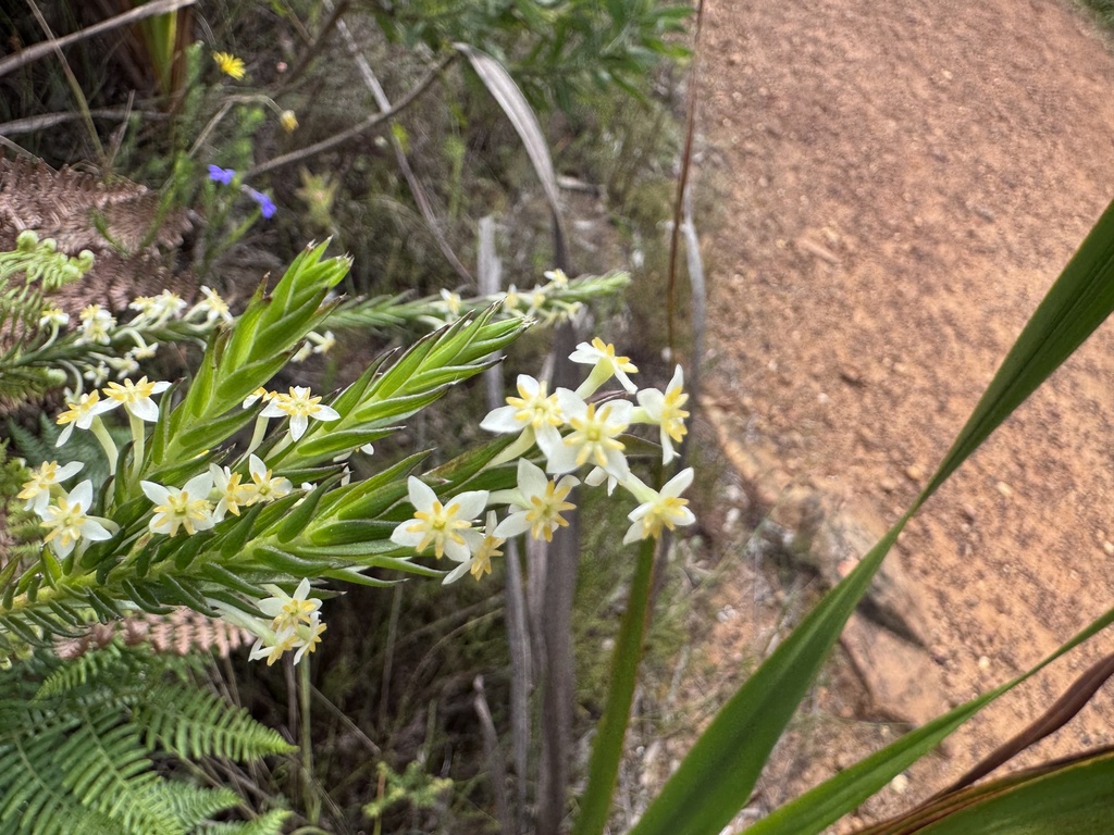 Struthiola ciliata; photograph (c) chrisdt, some rights reserved (CC BY)