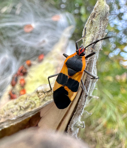 Large Milkweed Bug