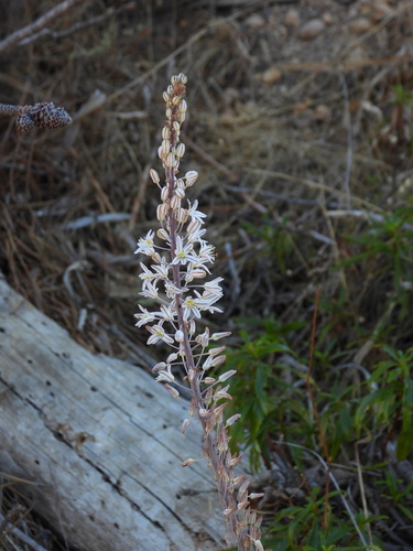 sea squill