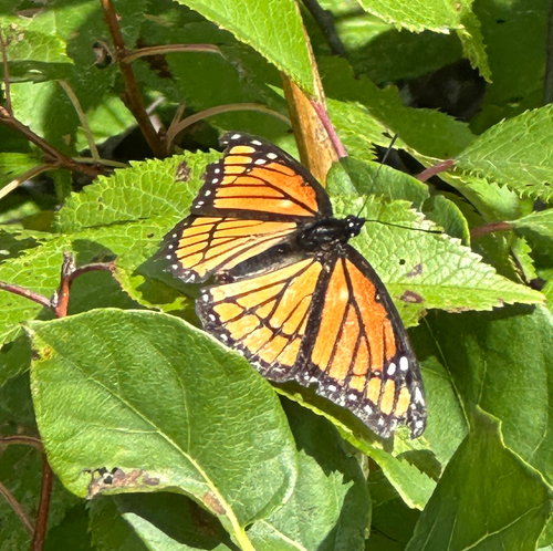 Viceroy