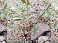Sairocarpus vexillocalyculatus vexillocalyculatus