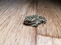Bufotes viridis viridis