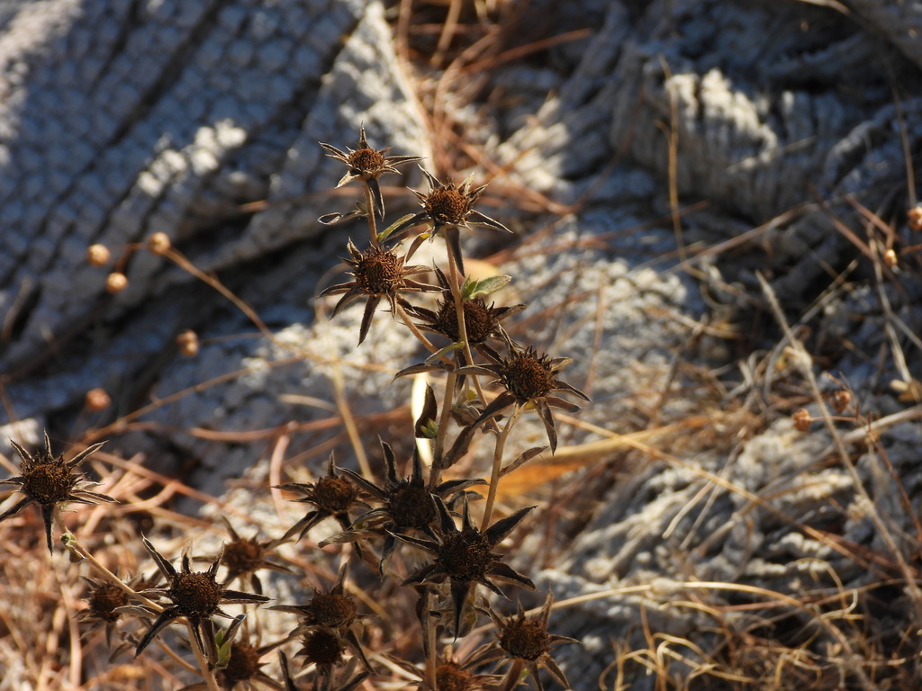 Pallenis spinosa; photograph (c) Duarte Frade, some rights reserved (CC BY)