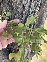 Phoradendron leucarpum, photograph (c) Sam Kieschnick, some rights reserved (CC BY)
