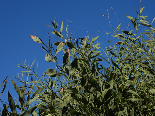 golden wreath wattle