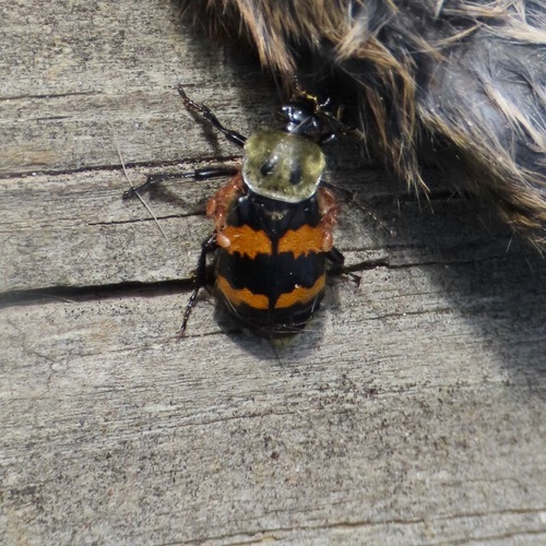 Tomentose Burying Beetle