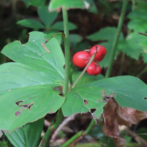 Canadian bunchberry