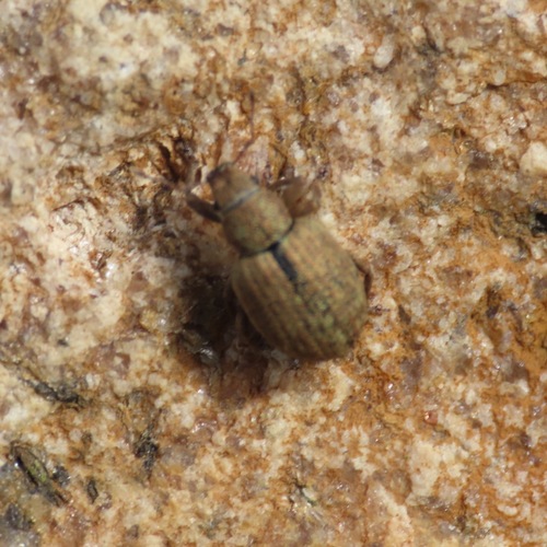 Nut Leaf Weevil