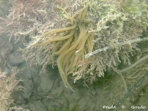 snakelocks anemone