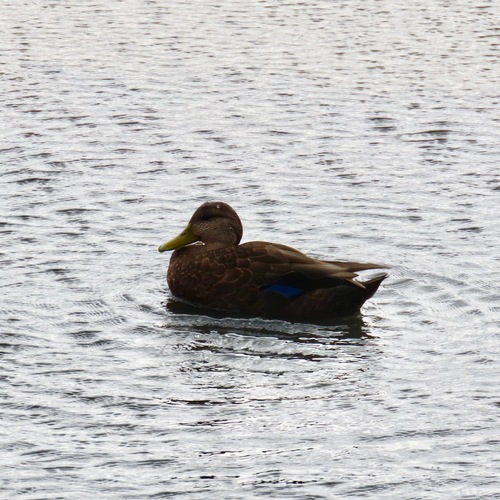 American Black Duck