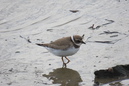 Semipalmated Plover
