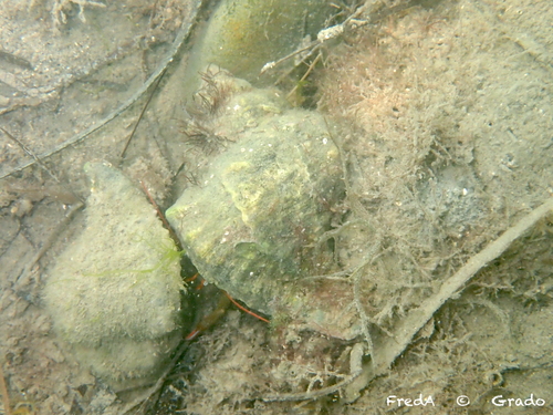 Banded Dye-murex
