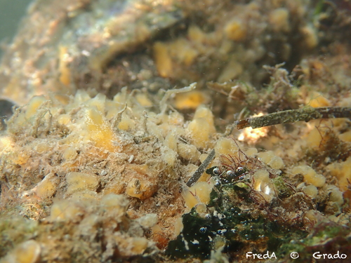 crumb-of-bread sponge