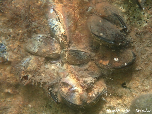 Mytilaster lineatus