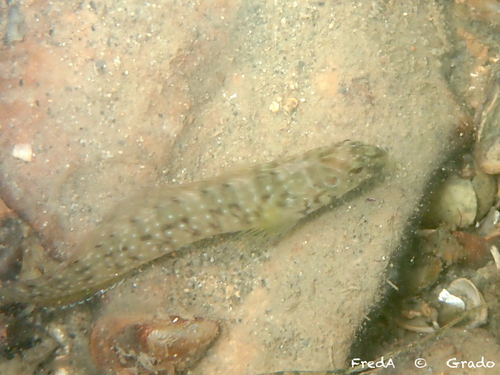 Peacock Blenny