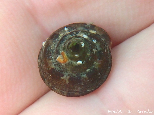 Steromphala albida