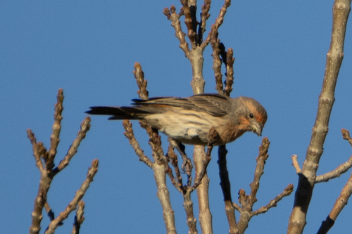 House Finch
