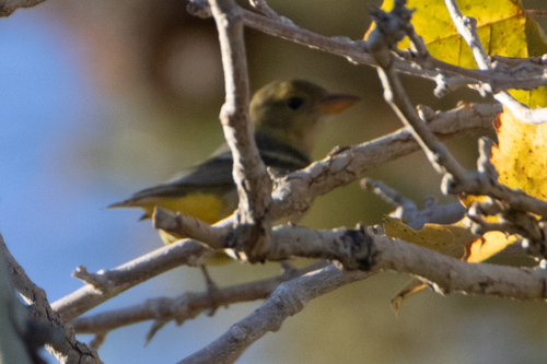 Western Tanager