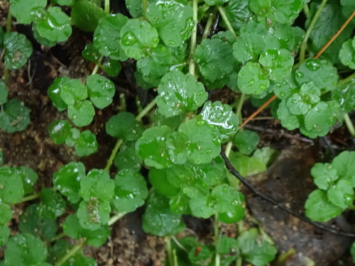 Chrysosplenium americanum, photograph 1