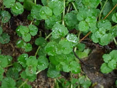Chrysosplenium americanum, photograph author not stated, no rights reserved