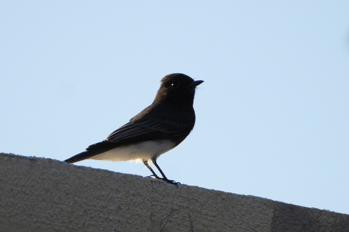 Black Phoebe