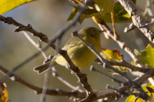 Orange-crowned Warbler