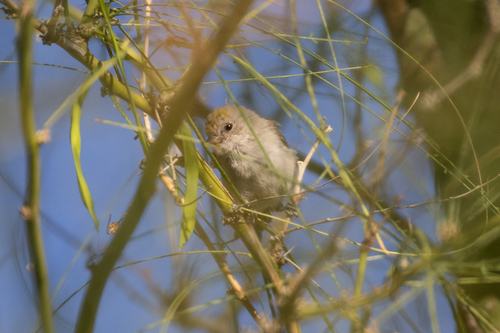 Verdin