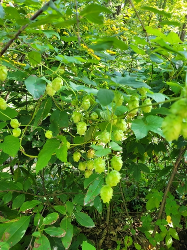 Humulus americanus, 2026-09-12