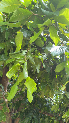 Inocarpus fagifer observed 2026-09-13