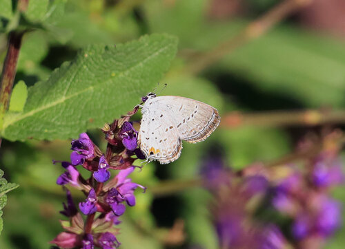 Eastern Tailed-Blue