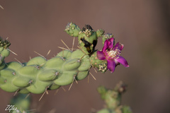 Cylindropuntia fulgida